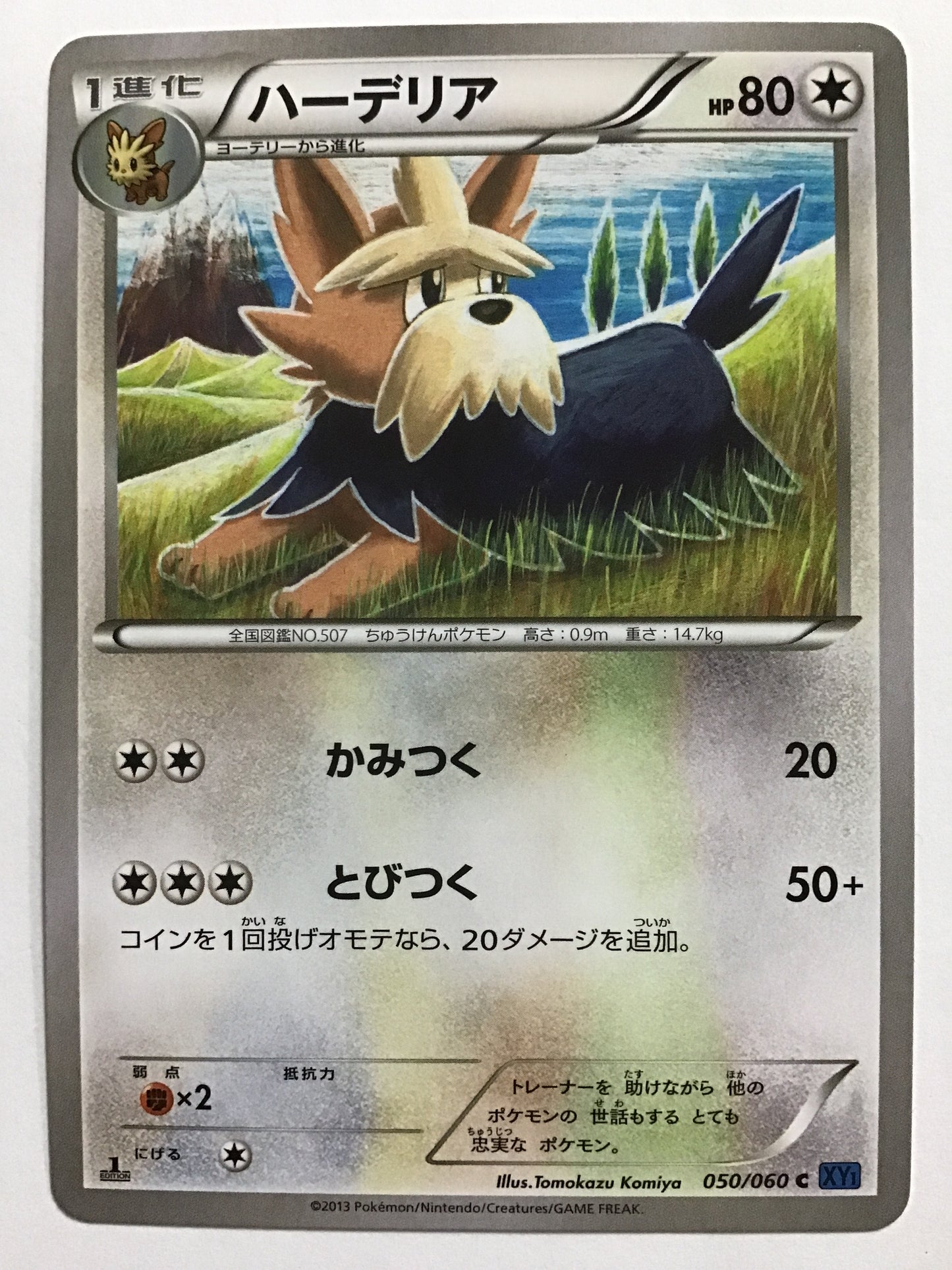 [JP] ハーデリア/ハーデリア/ﾊｰﾃﾞﾘｱ - XY1 050/060 青/C