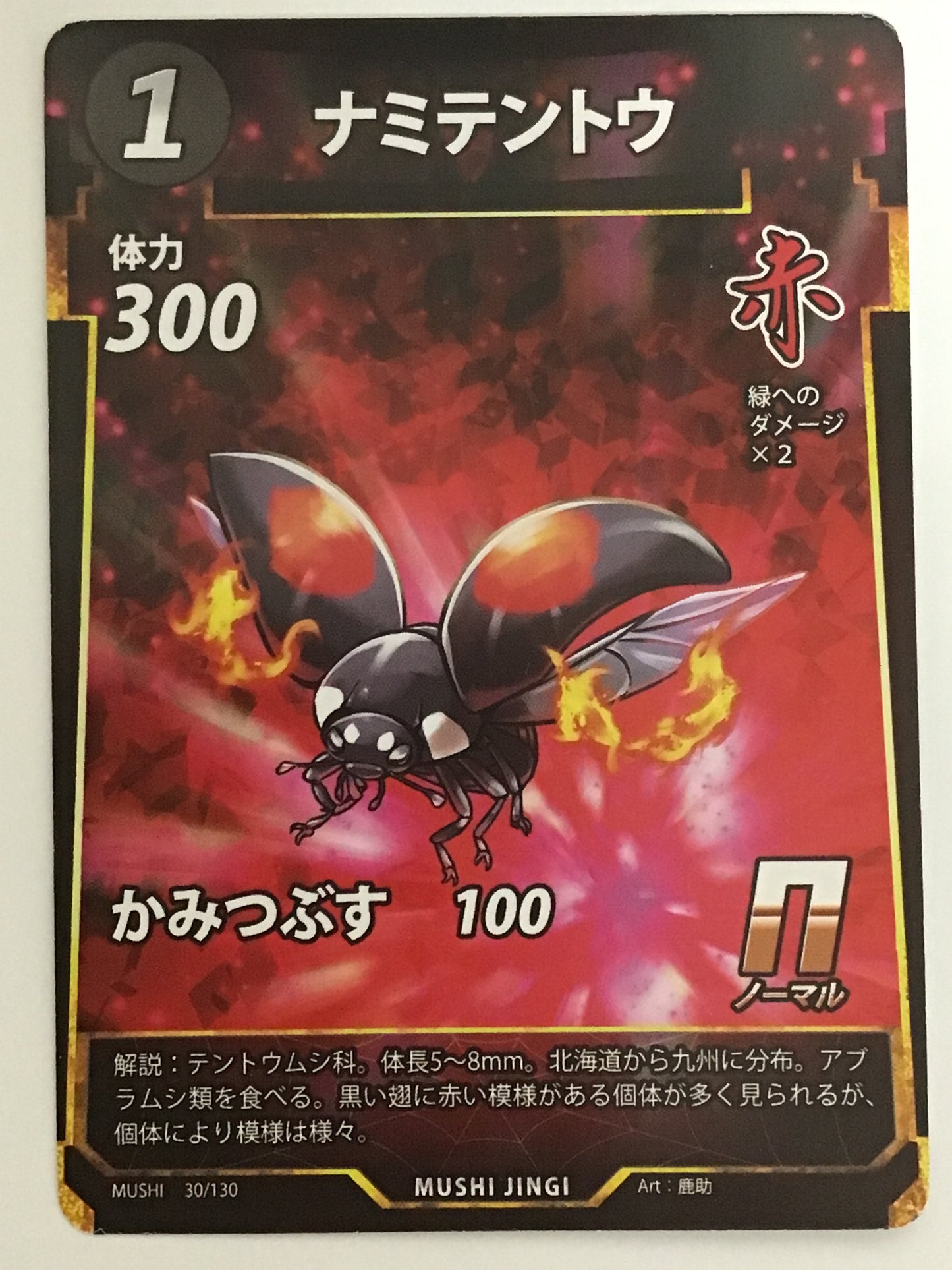 [JP]ナミテントウ/ナミテントウ/ﾅﾐﾃﾝﾄｳ/  - 30/130/N