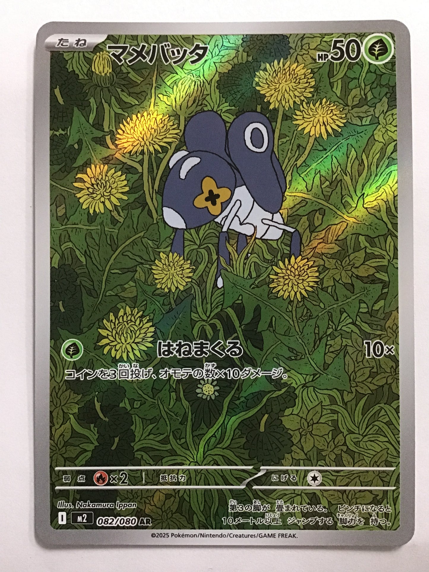 [JP] マメバッタ/マメバッタ/ﾏﾒﾊﾞｯﾀ - M2 082/080/AR